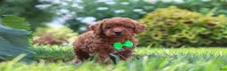 Miniature Poodle dogs for sale: Charlie - Ad 2