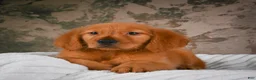 Golden Retriever dogs for sale: Penny - Ad 13