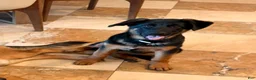 German Shepherd dogs for sale: Pearl  - Ad 1