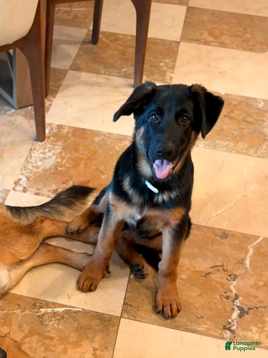German Shepherd dogs for sale: Pearl  - Ad 1