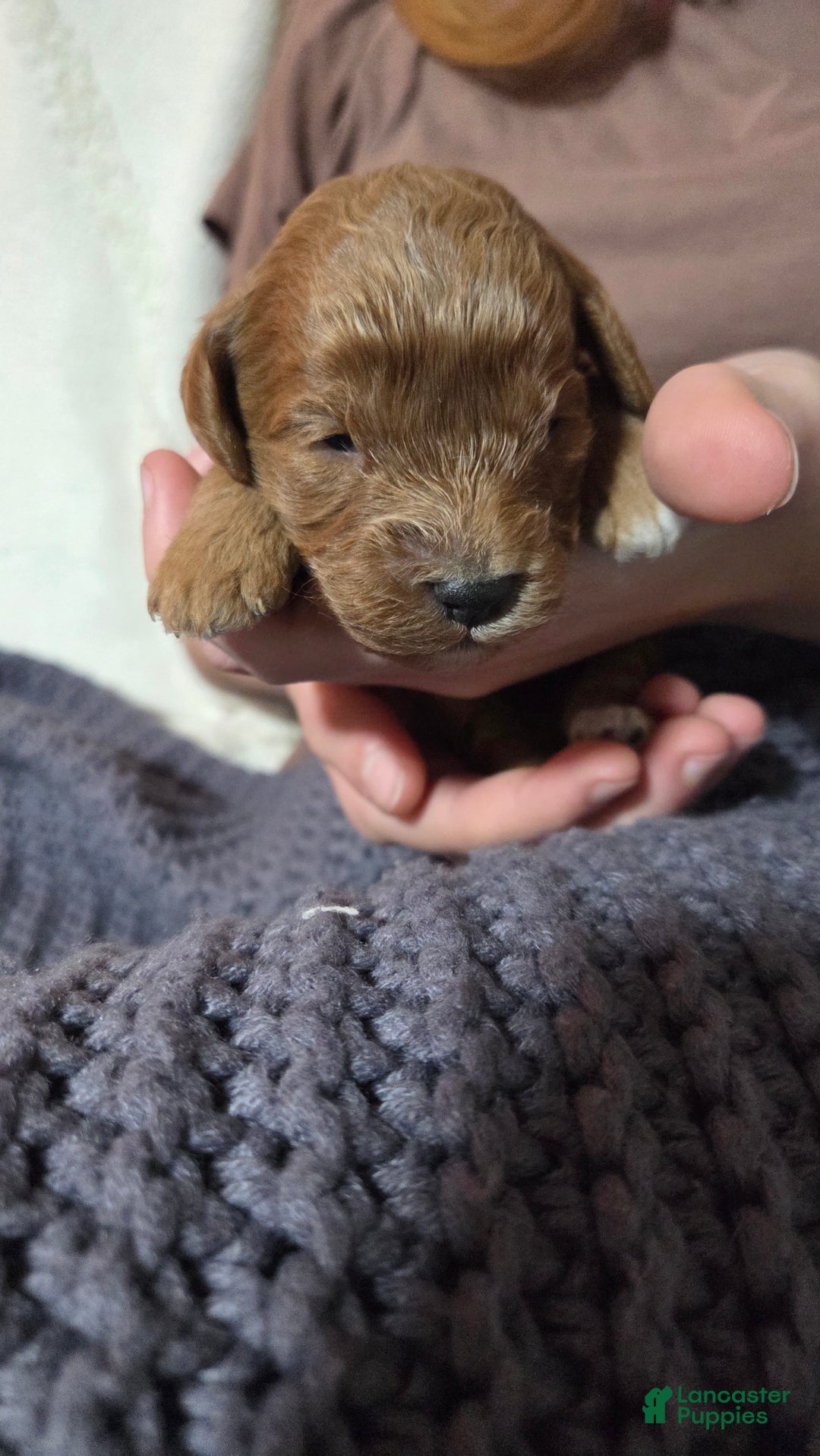 Cavapoo dogs for sale: Trey - Ad 2