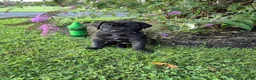 Great Dane dogs for sale: Diva Denise - Ad 8