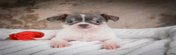 Chihuahua dogs for sale: Alex - Ad 11