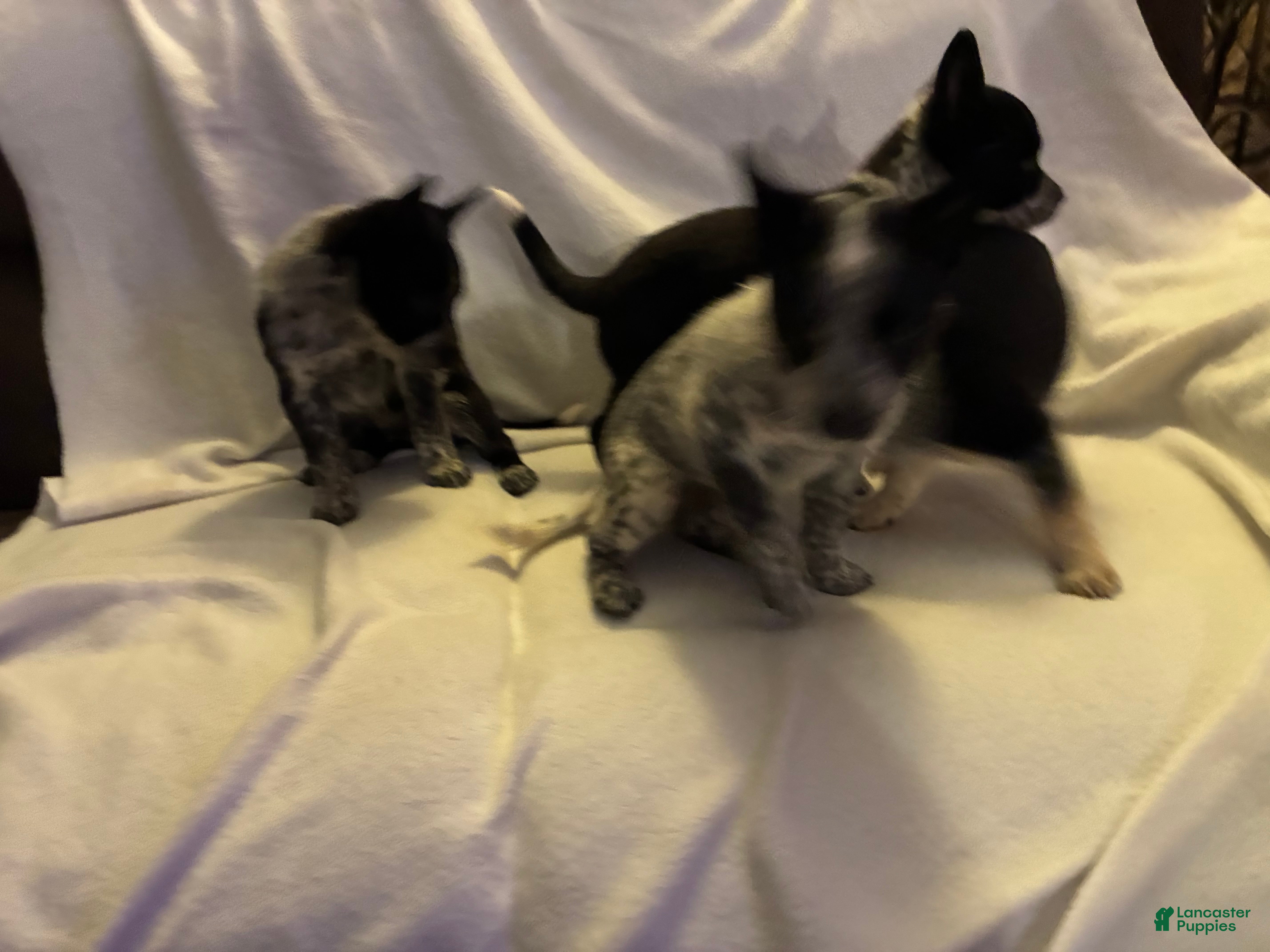 Australian Cattle Dog dogs for sale: Australian Cattle Dog 5 - Ad 9