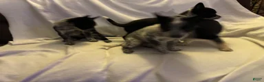 Australian Cattle Dog 5