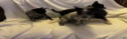 Australian Cattle Dog dogs for sale: Australian Cattle Dog 5 - Ad 1