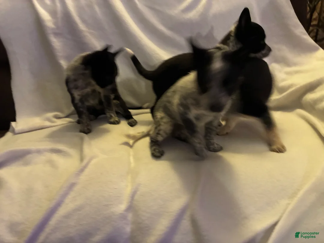 Australian Cattle Dog dogs for sale: Australian Cattle Dog 5 - Ad 1