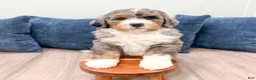 Bernedoodle dogs for sale: King - Ad 3