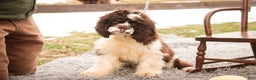 Cocker Spaniel dogs for sale: Pippin - Ad 5