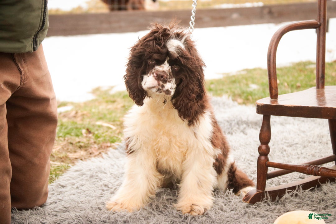 Cocker Spaniel dogs for sale: Pippin - Ad 5