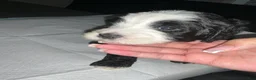 Bernedoodle dogs for sale: Suzy - Ad 3