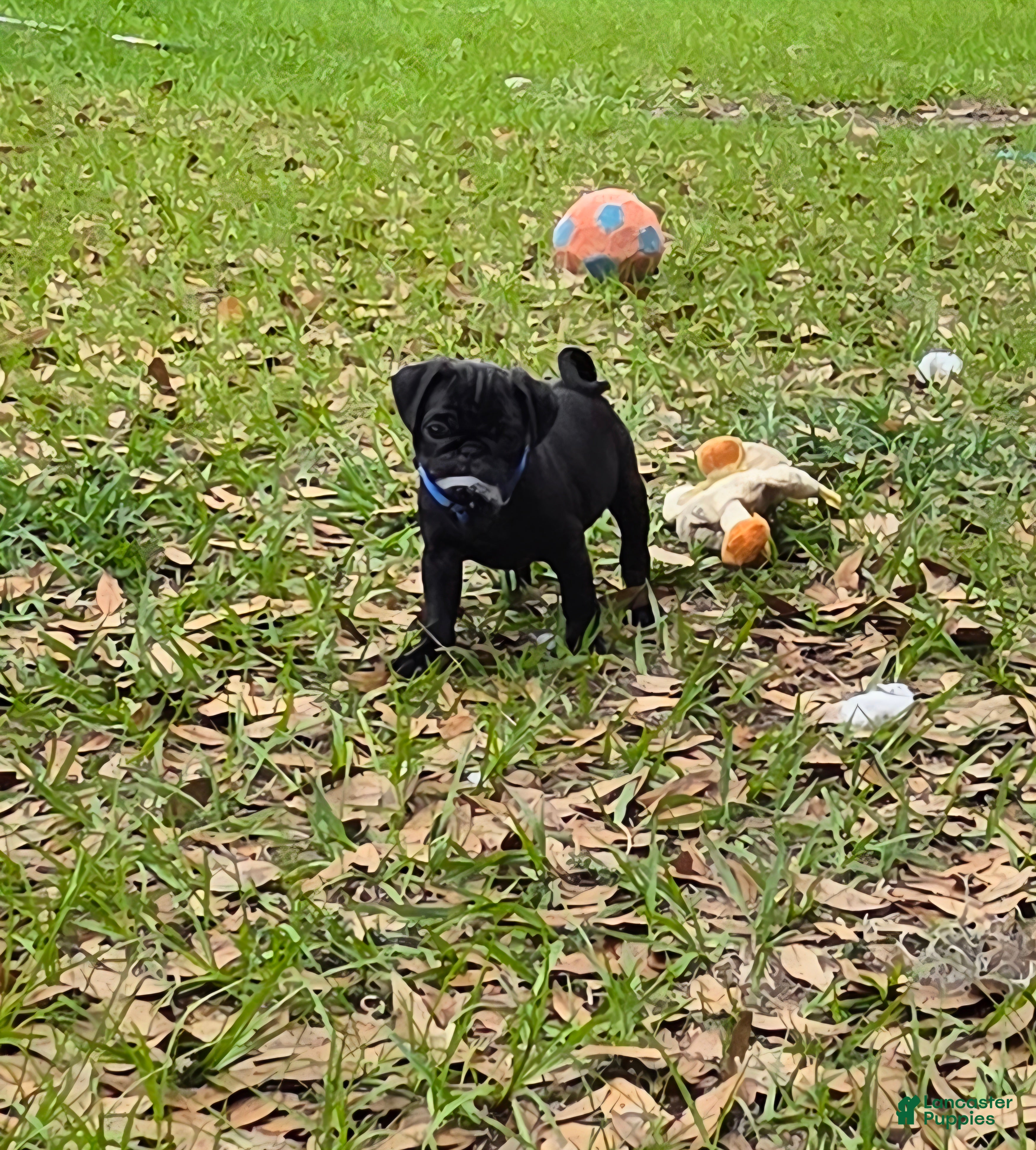 Pug dogs Cooper  - Ad 2