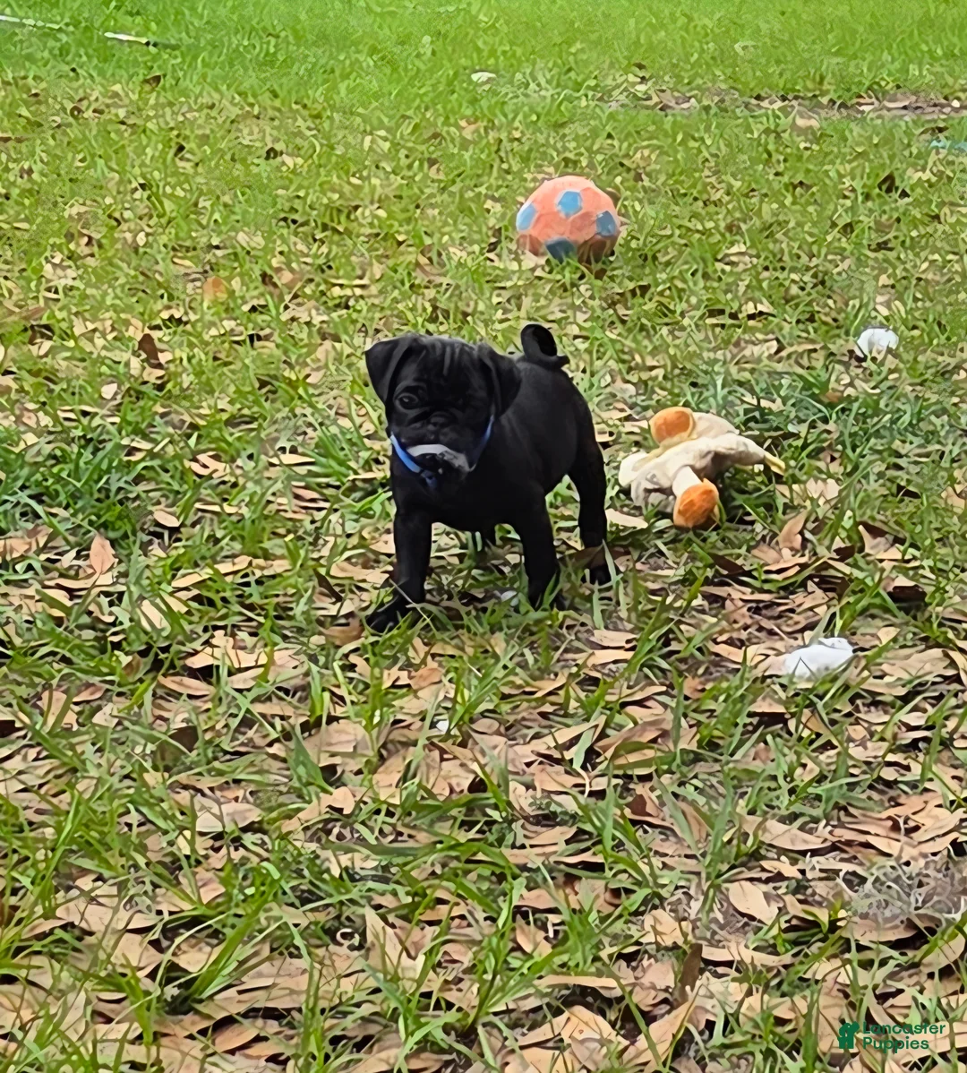 Pug dogs for sale: Cooper  - Ad 2