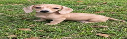 Miniature Dachshund dogs for sale: Honey - Ad 1