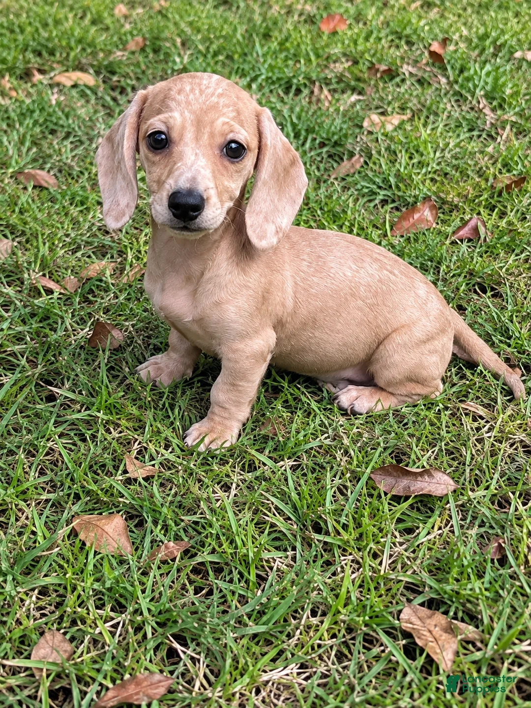 Miniature Dachshund dogs for sale: Honey - Ad 1