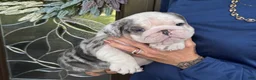 English Bulldog dogs for sale: Lucas - Ad 3