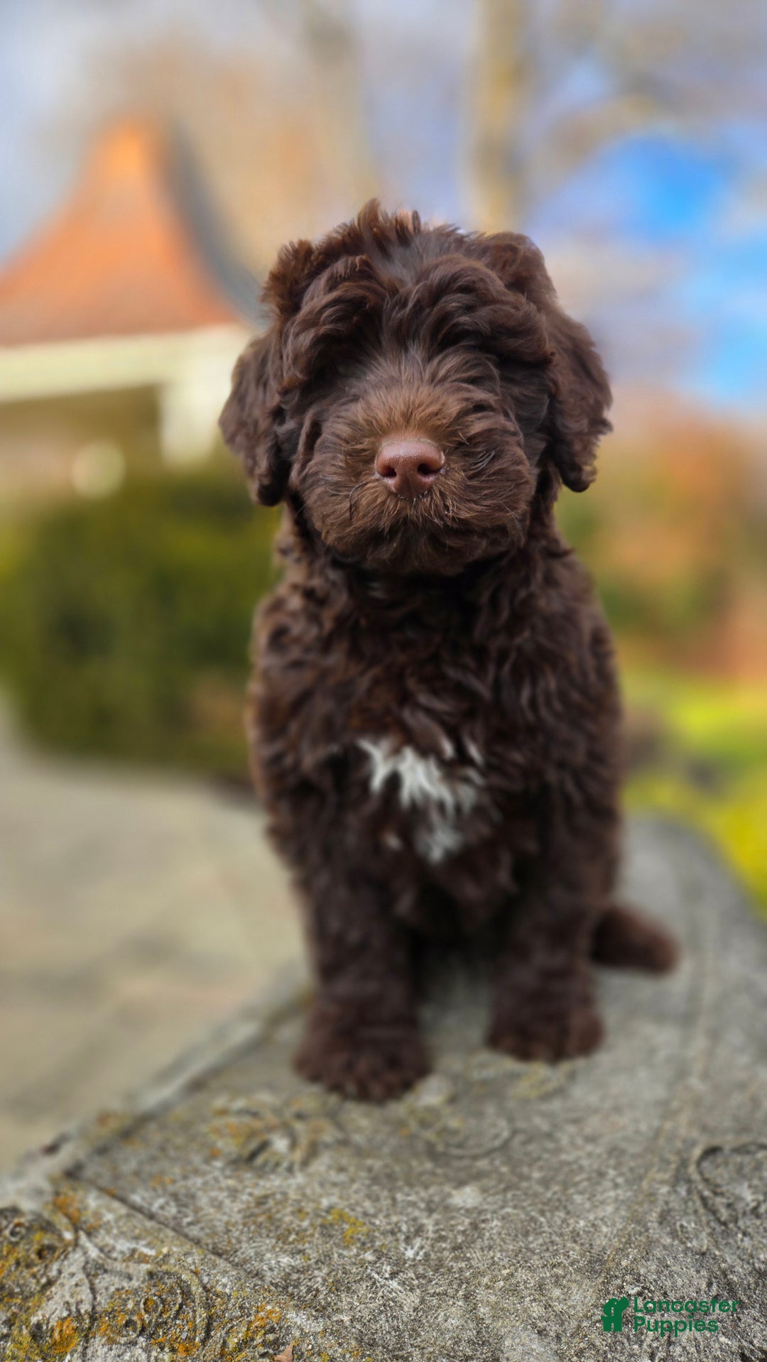 Portuguese Water Dog dogs for sale: Toby - Ad 2