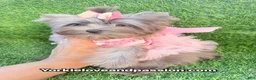 Yorkshire Terrier dogs for sale: Small black Merle female  - Ad 9