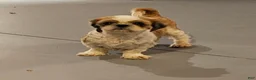Mixed Breed dogs for sale: Mixed Breed Puppy 2 - Ad 6