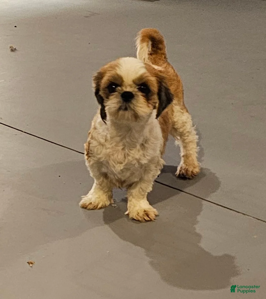 Mixed Breed dogs for sale: Mixed Breed Puppy 2 - Ad 6