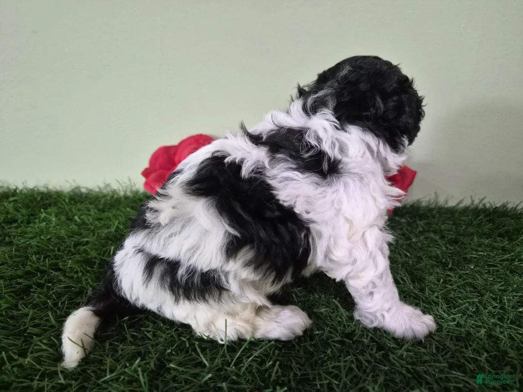 Miniature Poodle dogs for sale: Cooper - Ad 7