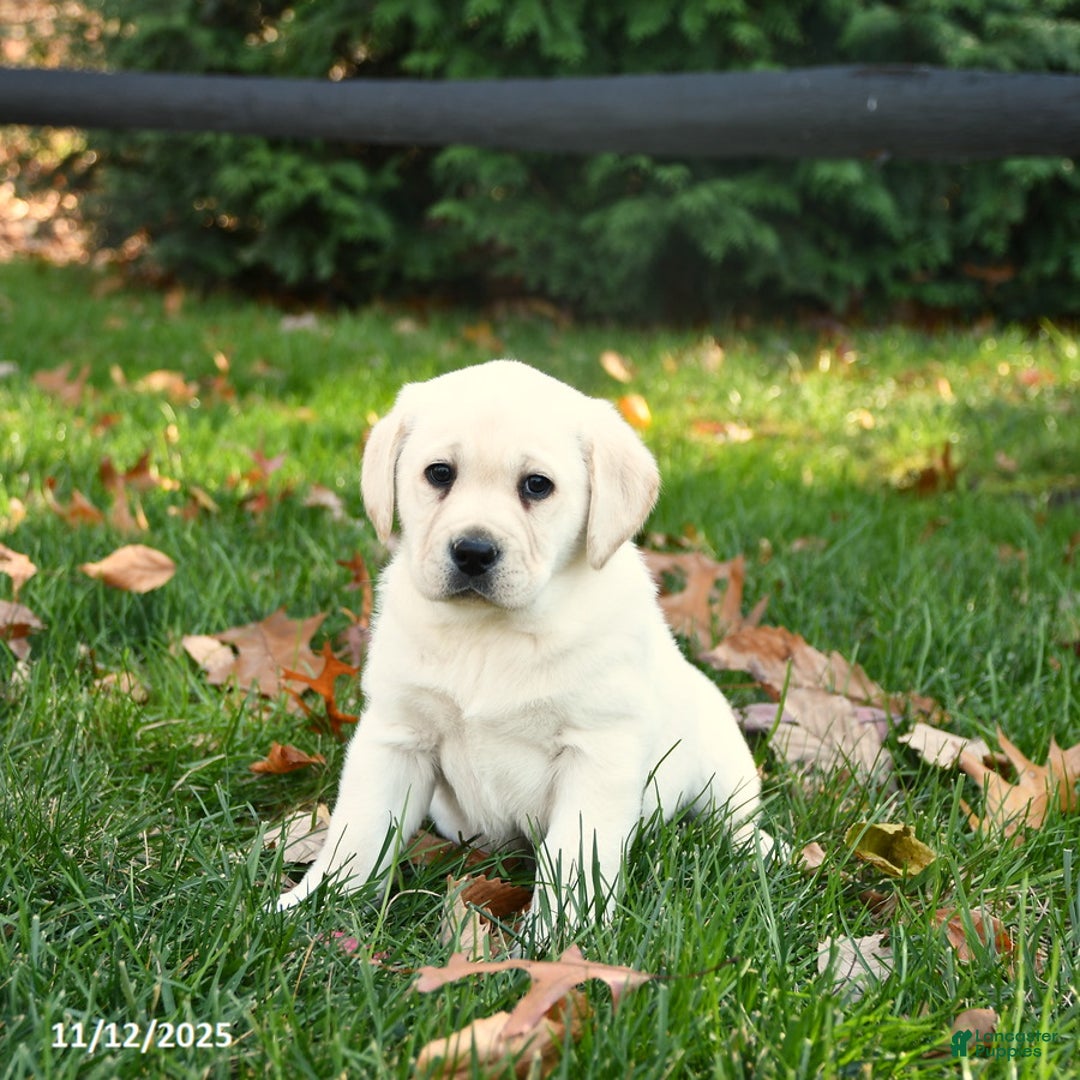 Labrador Retriever dogs for sale: Holly - Ad 5