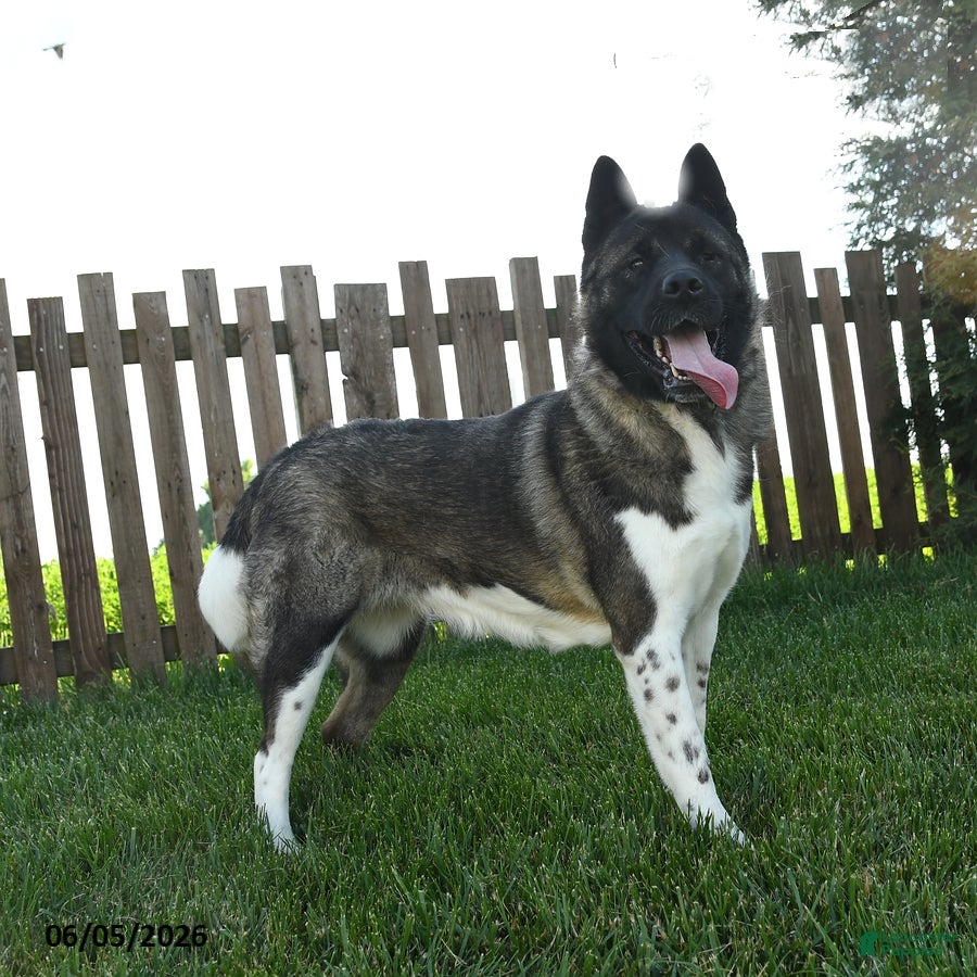 Akita dogs Bella   - Ad 1