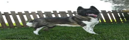 Akita dogs for sale: Bella   - Ad 1