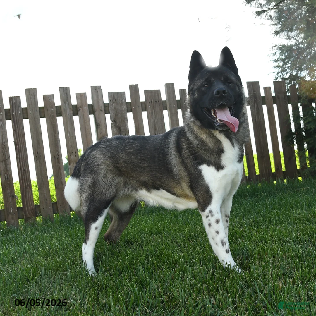 Akita dogs for sale: Bella   - Ad 1