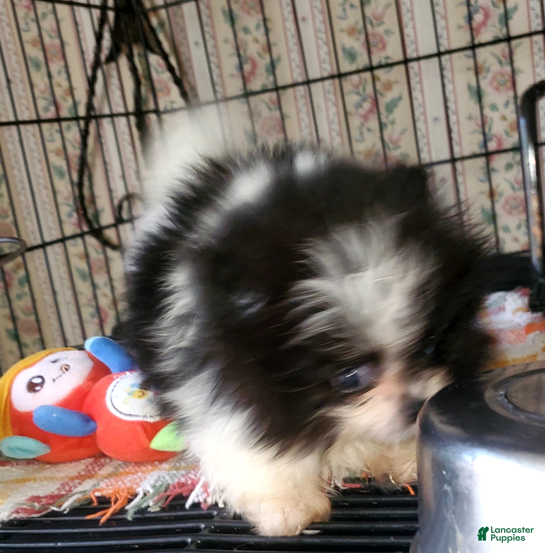 Pomeranian dogs for sale: Akc Tiny Girl - Ad 2