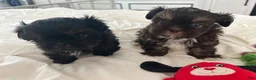 Shih Tzu dogs for sale: Reba - Ad 7
