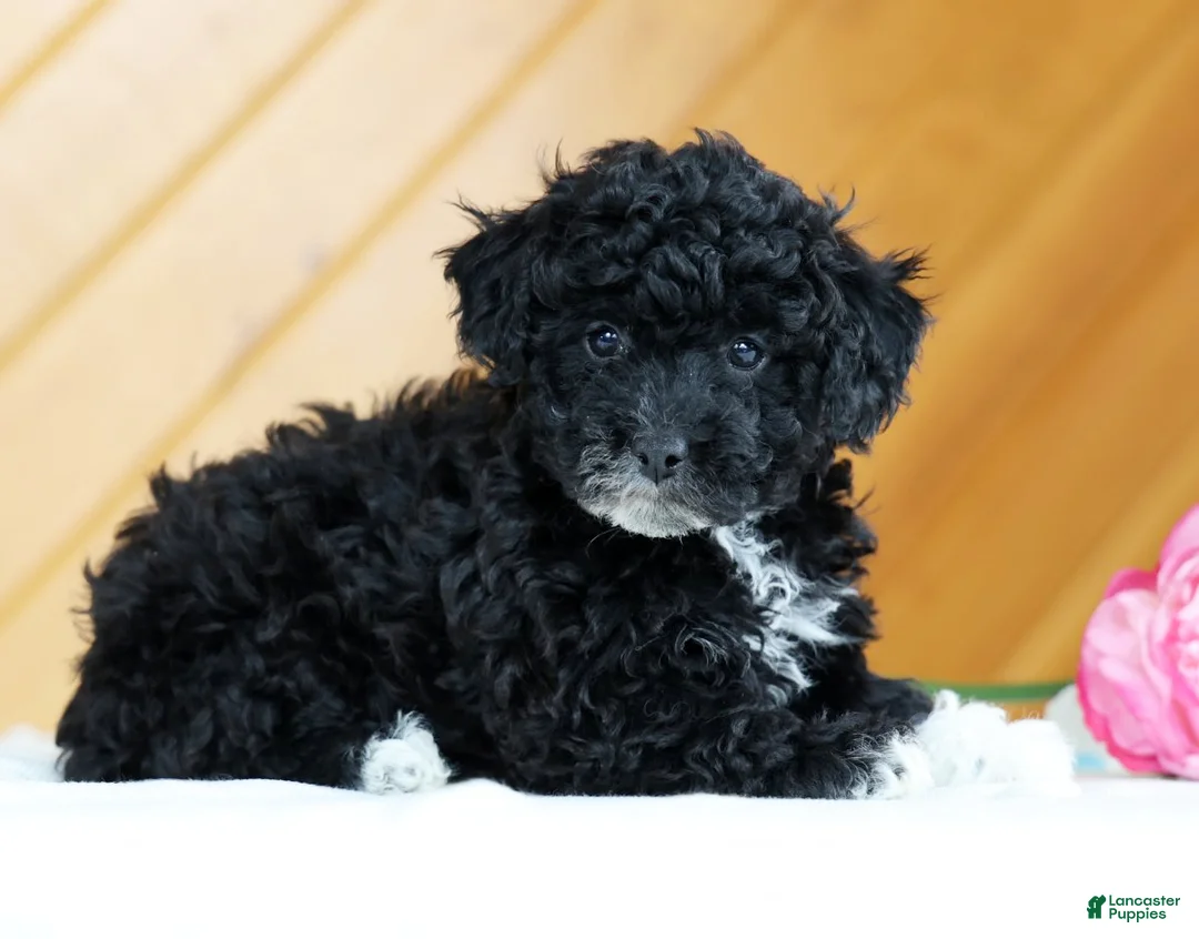 Toy Poodle dogs for sale: Blaire - Ad 5