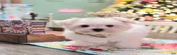 Maltese dogs for sale: Cooper  - Ad 3