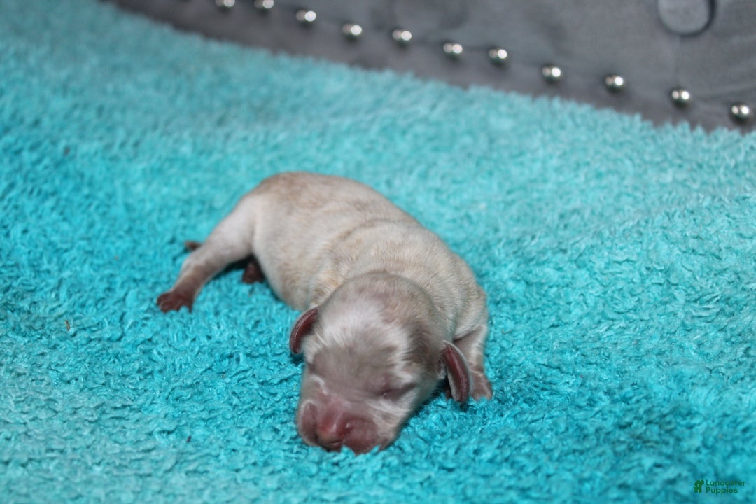 Miniature Dachshund dogs for sale: Duke Mini - Ad 2