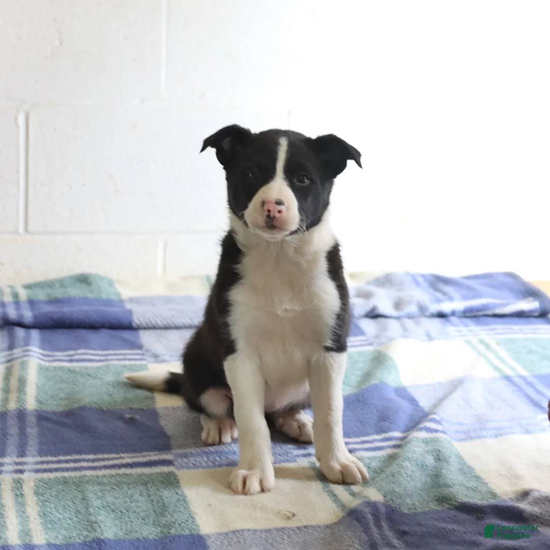 Border Collie dogs for sale: Daphne - Ad 2