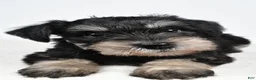 Miniature Schnauzer dogs for sale: Lilly - Ad 3