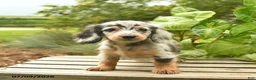 Miniature Dachshund dogs for sale: Muffin  - Ad 4