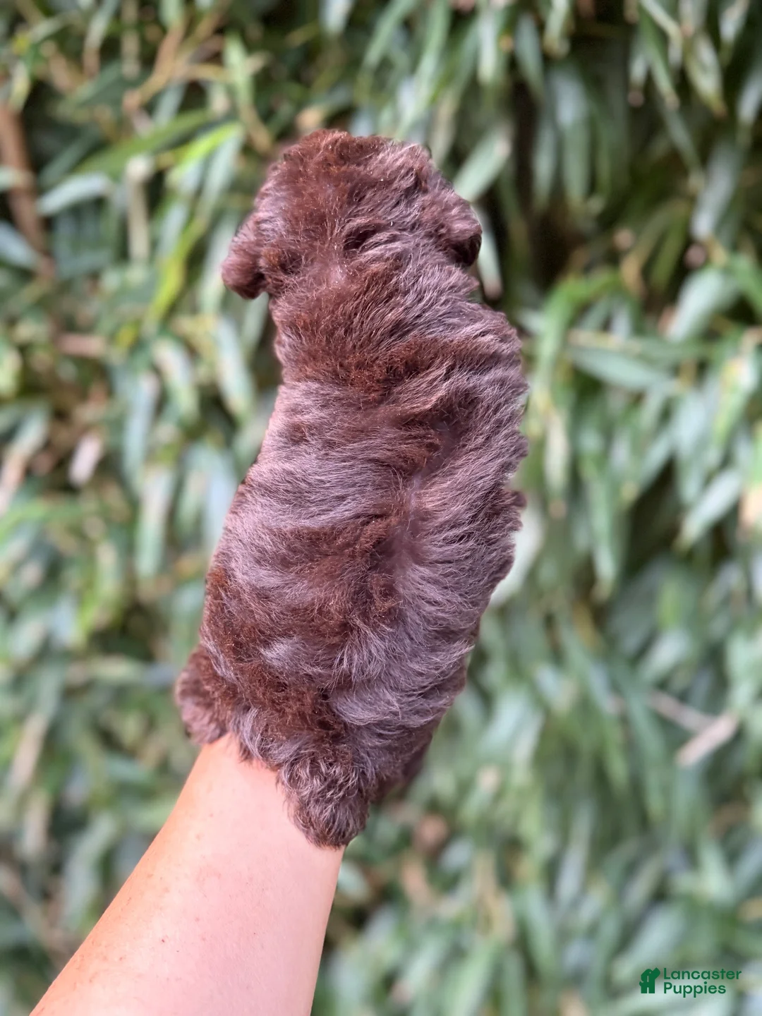 Miniature Schnauzer dogs for sale: Miniature Schnauzer 4 - Ad 2