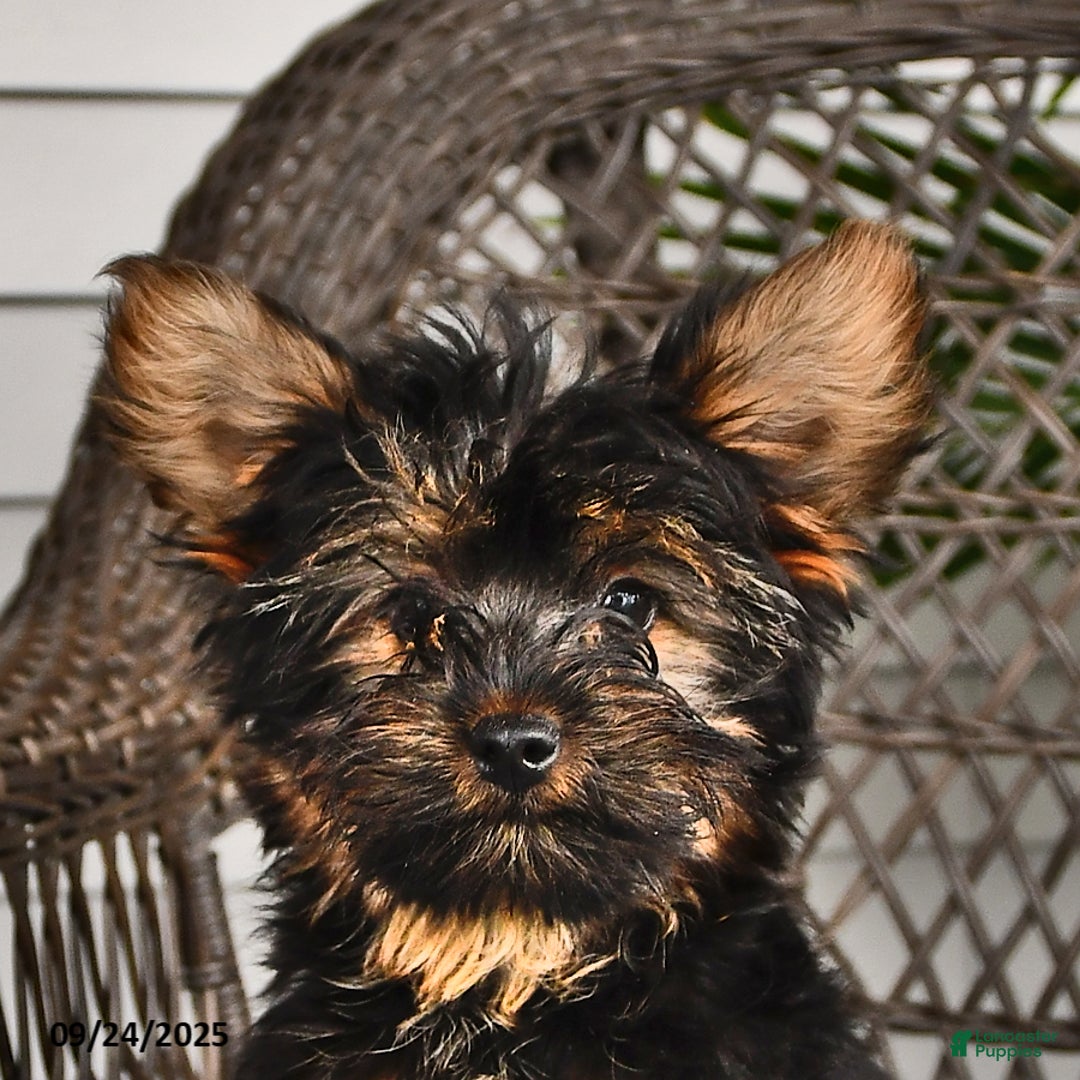 Yorkshire Terrier dogs for sale: Anthony - Ad 13