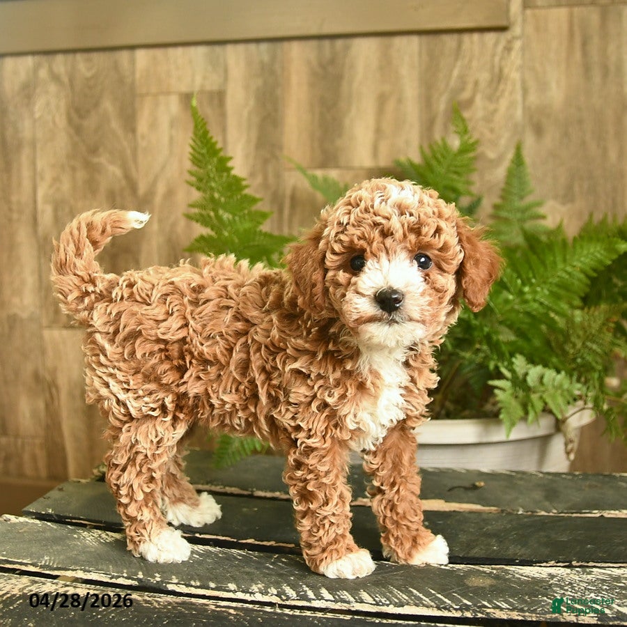 Miniature Poodle dogs Nugget  - Ad 1