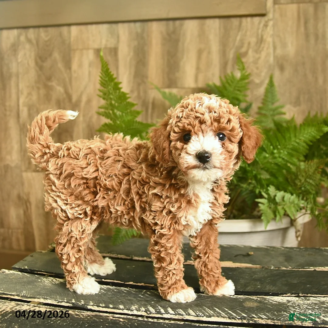 Miniature Poodle dogs for sale: Nugget  - Ad 1
