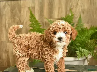 Miniature Poodle dogs for sale: Nugget - Ad 2