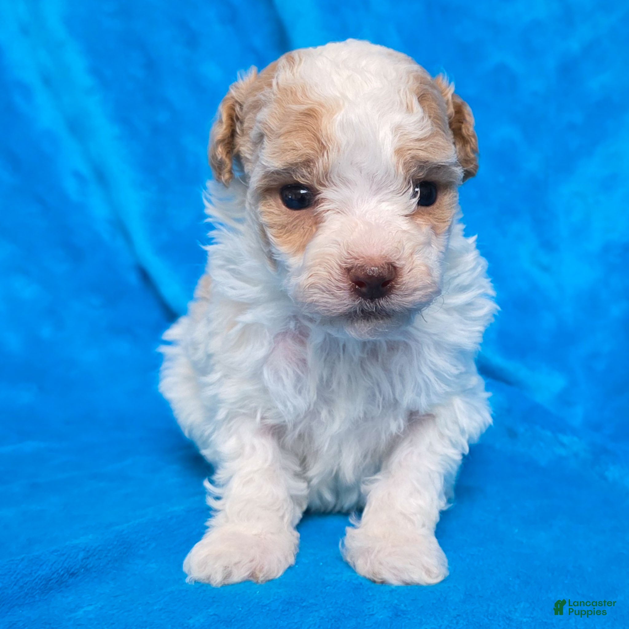 Standard Poodle dogs Elvis - Ad 30