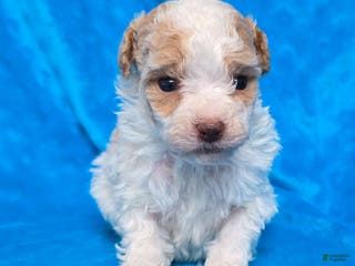 Standard Poodle dogs Elvis - Ad 30