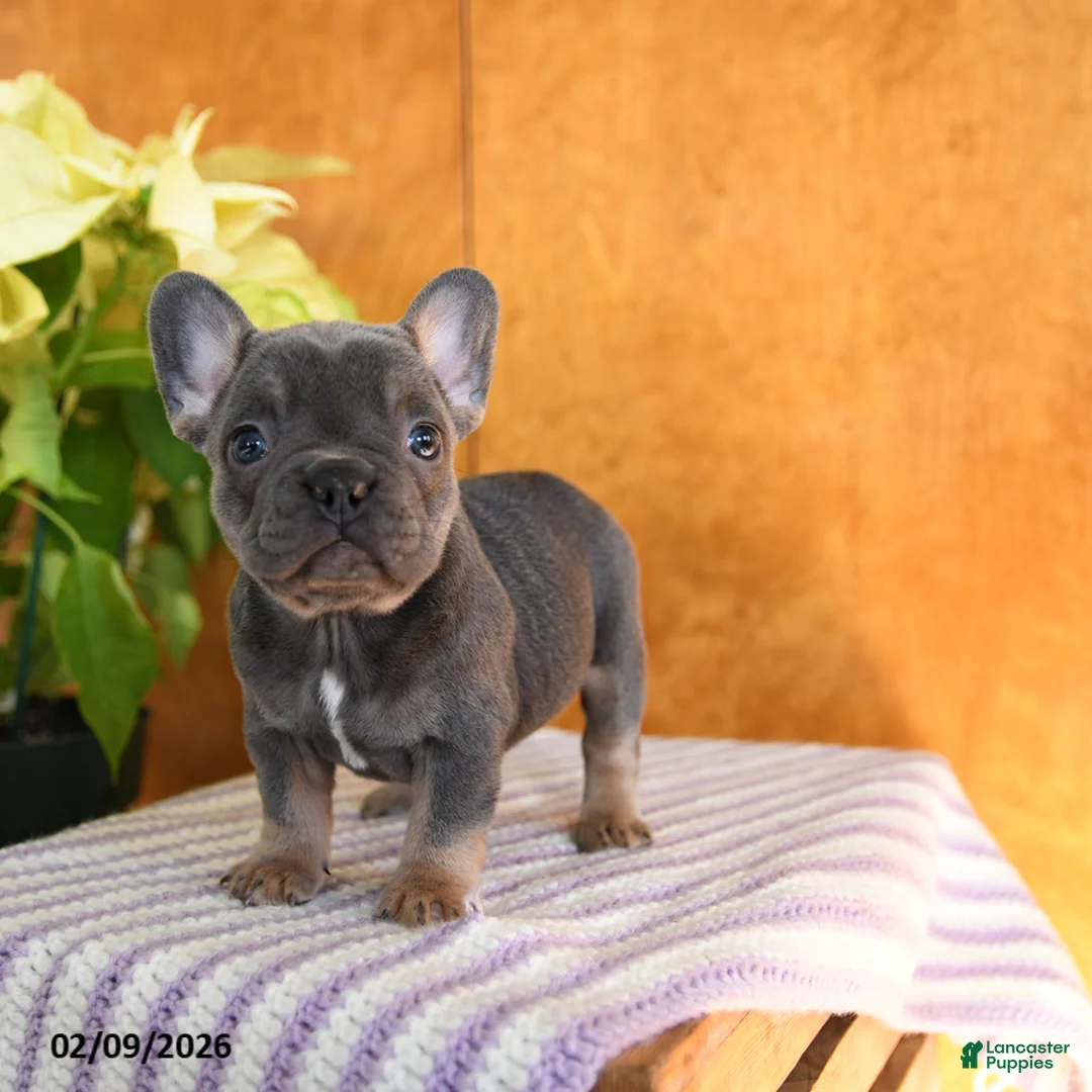 French Bulldog dogs for sale: Lilly - Ad 2