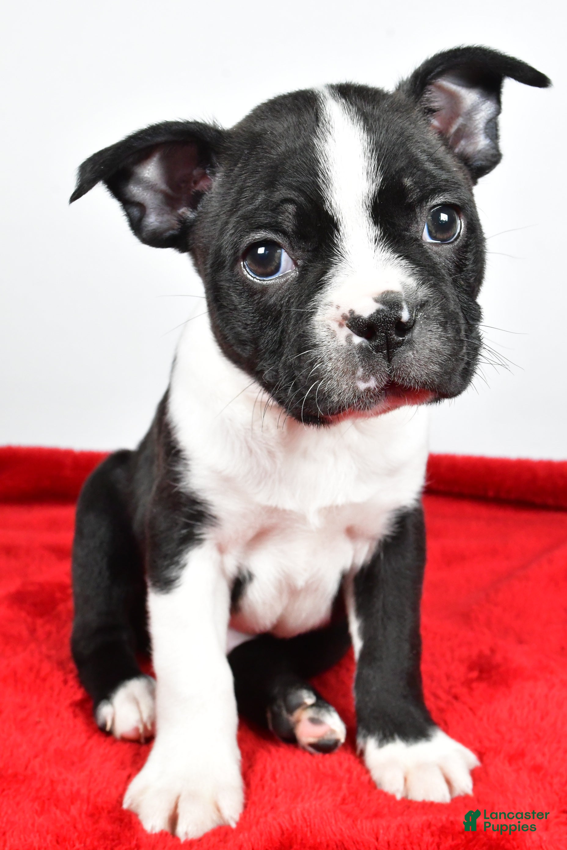 Boston Terrier dogs Scott - Ad 39