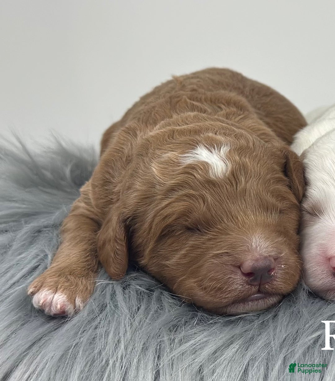Goldendoodle dogs for sale: F1b Mini Boy 1 - Ad 1