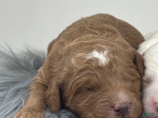 Goldendoodle dogs F1b Mini Boy 1 - Ad 36