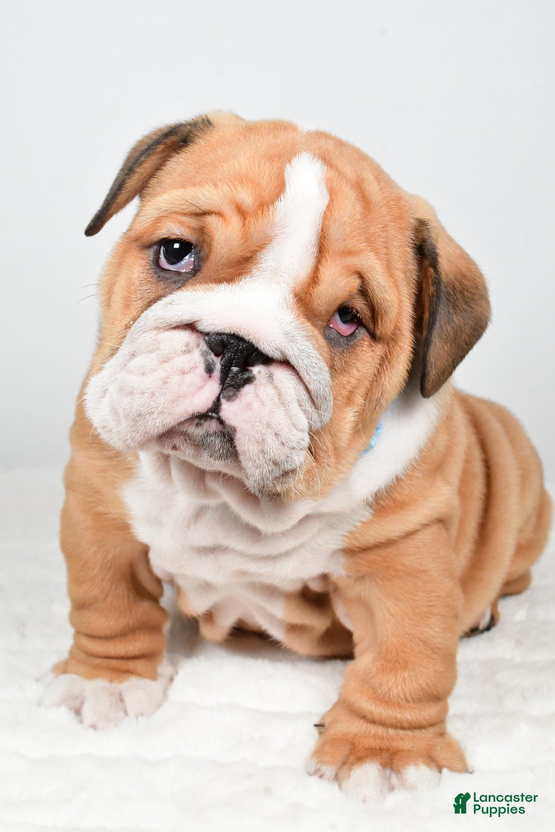 English Bulldog dogs for sale: Tristan - Ad 4