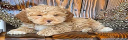 Cockapoo dogs for sale: Harley  - Ad 5